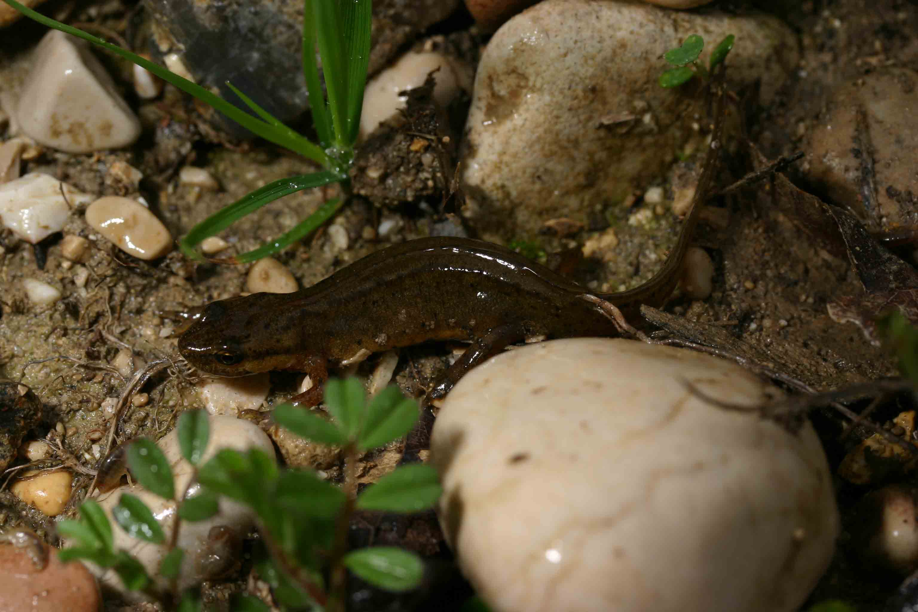 Tritoni odierni - Lissotriton vulgaris meridionalis